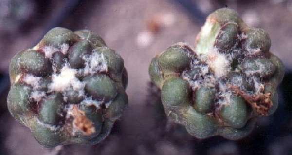 cintia_subterranea